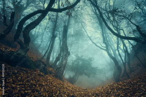 The Role of Absorbing Magical Fog in Spell Rituals